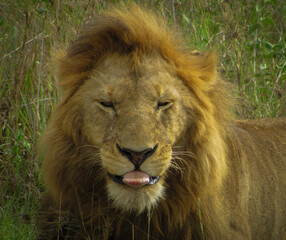 Lion (Panthera leo)