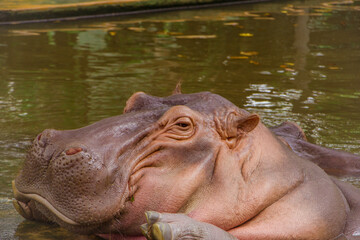 Fototapeta premium Hippopotamus. The hippopotamus is a large, omnivorous mammal of the Hippopotamidae family, native to sub-Saharan Africa.