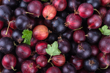 Full frame of fresh ripe red gooseberries as background.