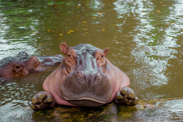 Hippopotamus. The hippopotamus is a large, omnivorous mammal of the Hippopotamidae family, native...