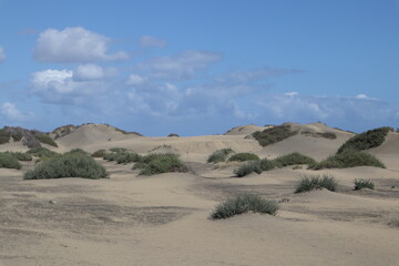 Sand dunes closeup poster print desert trees 
