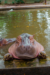 Hippopotamus. The hippopotamus is a large, omnivorous mammal of the Hippopotamidae family, native to sub-Saharan Africa.