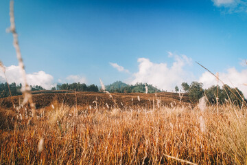 Beautiful scenery golden grass of fields while hiking Semeru Mountain.