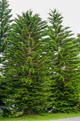 Close-up of a lush pine tree and pine branches and leaves in the park