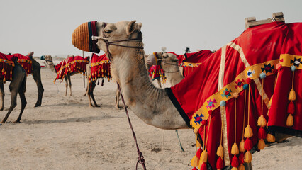 Camels with traditional dresses,waiting beside road for tourists for camel ride in Sea line, Qatar. - obrazy, fototapety, plakaty