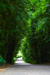 A leisure trail in the bamboo forest in the park