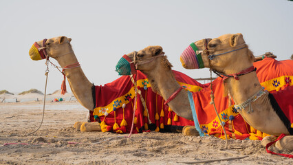 Camels with traditional dresses,waiting beside road for tourists for camel ride in Sea line, Qatar. - obrazy, fototapety, plakaty