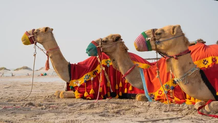 Tuinposter Camels with traditional dresses,waiting beside road for tourists for camel ride in Sea line, Qatar. © MSM