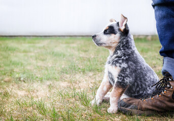 Shy puppy sitting close by pet owners leg, outside in the park or backyard. Insecure puppy body language. 9 week old blue heeler puppy or Australian cattle dog looking at something. Selective focus.