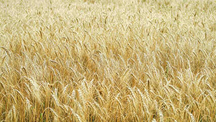 field of ripe yellow wheat. food crisis concept