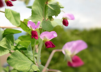 Purple pea blossom growing on roof garden. Close up of heirloom Snow Pea plant "Purple Mist" with multiple pink flowers. Selective focus in center with defocused pink flowers and foliage.