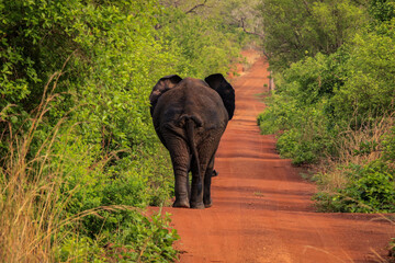 Fototapeta premium Beautiful Wild African Elephants in the Mole National Park, the largest wildlife refuge in Ghana, West Africa
