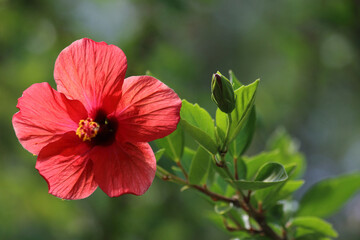Hibiscus rosa-sinensis is a flowering plant known as Chinese hibiscus, China rose, Hawaiian hibiscus, rose mallow, shoeblack plant.	
