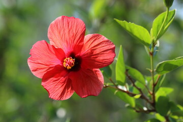 Hibiscus rosa-sinensis is a flowering plant known as Chinese hibiscus, China rose, Hawaiian hibiscus, rose mallow, shoeblack plant.