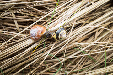 Species of land snails with their characteristic spiraled shell