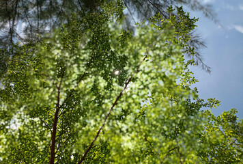 green leaves against sky