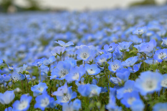 ネモフィラ Images Browse 9 014 Stock Photos Vectors And Video Adobe Stock