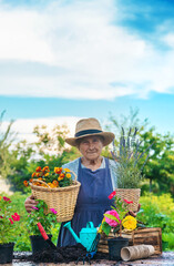 Senior woman is planting flowers in the garden. Selective focus.