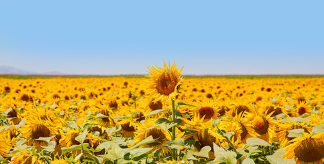 Beautiful summer landscape with field of blooming sunflowers field