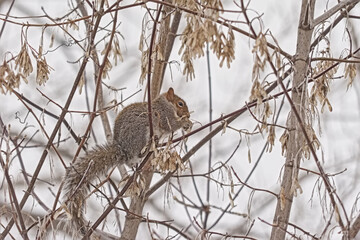  American red squirrel eating the fruits of a bare maple tree in a Canadian winter forest - Tamiasciurus hudsonicus 