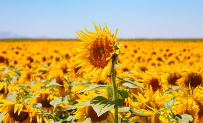 Beautiful summer landscape with field of blooming sunflowers field