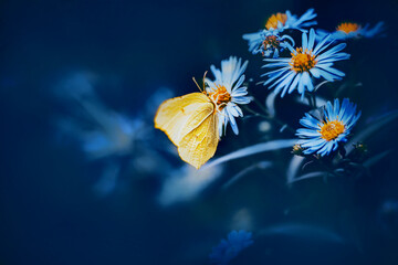 A beautiful yellow butterfly sits on a blue fragrant aster flower in the summer and collects nectar.  Insects in the wild.