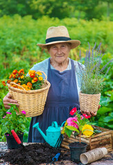 Senior woman is planting flowers in the garden. Selective focus.