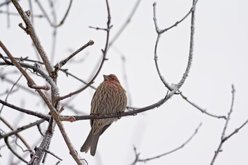 House finch on a branch of a bare tree in the winter forest, selective focus with light bokeh background 