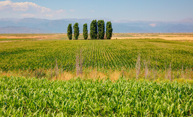 Landscape of corn fields on the hill with tree