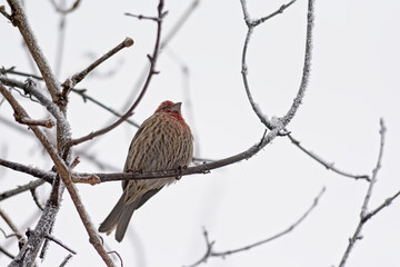 House finch on a branch of a bare tree in the winter forest, selective focus with light bokeh background 