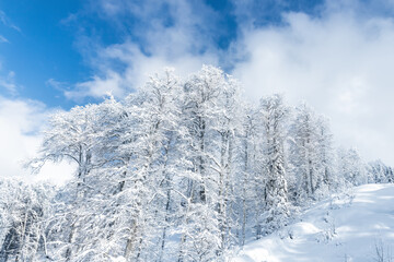 Scenic view of many birch trees covered by fresh hoar frost snow mountain forest against clear blue sky bright cold sunny winter day. Natural woods cold weather wallpaper background. Nature panorama