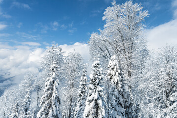 Scenic over cloud view of many trees covered fresh hoar frost snow forest mountain peaks, resort village clear blue sky bright cold sunny winter day. Natural woods cold weather wallpaper background