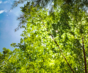 Fototapeta premium green leaves against the sky