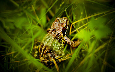 A beautiful spotted brown small frog hid in the green grass in the summer in the forest. Amphibians in the wild.