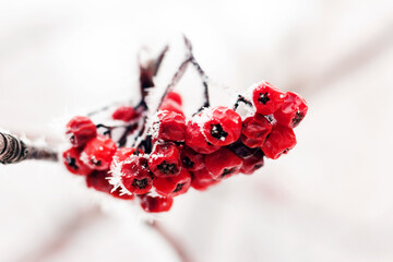 Rowan berries covered with a thin layer of frost.