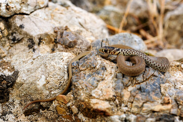 juvenile Balkan whip snake // Jungtier der Balkan-Zornnatter (Hierophis gemonensis) - Peloponnese, Greece