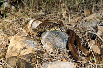 Balkan-Zornnatter // Balkan whip snake (Hierophis gemonensis) - Peloponnes, Griechenland