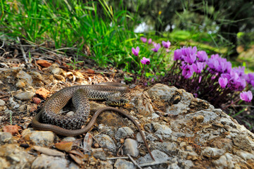 Balkan whip snake // Balkan-Zornnatter (Hierophis gemonensis) - Peloponnese, Greece