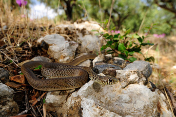 Balkan-Zornnatter // Balkan whip snake (Hierophis gemonensis) - Peloponnes, Griechenland