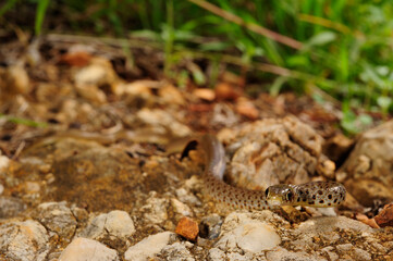 Jungtier der Balkan-Zornnatter // juvenile Balkan whip snake (Hierophis gemonensis) - Peloponnes, Griechenland