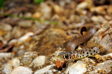 juvenile Balkan whip snake // Jungtier der Balkan-Zornnatter (Hierophis gemonensis) - Peloponnese,...