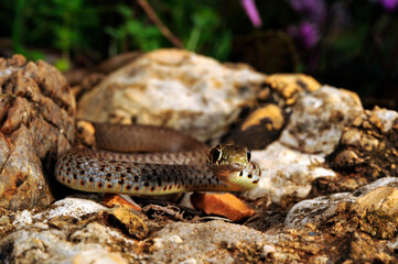 juvenile Balkan whip snake // Jungtier der Balkan-Zornnatter (Hierophis gemonensis) - Peloponnese, Greece