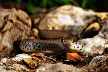 Jungtier der Balkan-Zornnatter // juvenile Balkan whip snake (Hierophis gemonensis) - Peloponnes, Griechenland