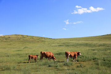 Naklejka na ściany i meble A herd of cattle on the prairie