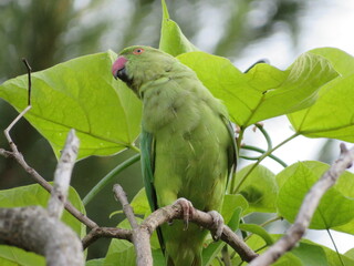 green winged macaw