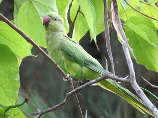 green winged macaw
