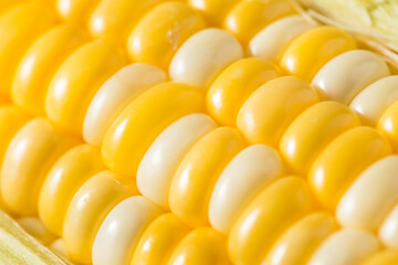 Raw Organic Yellow Sweet Corn on the Cob