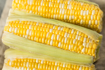 Raw Organic Yellow Sweet Corn on the Cob