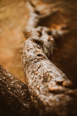 Top view of the twisted thick roots of an old pine tree covered with bark. The nature of the forest. Coniferous trees.