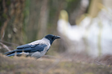 Black and white raven crow bird with intelligent eyes and big beak perching on ground on blurred summer background